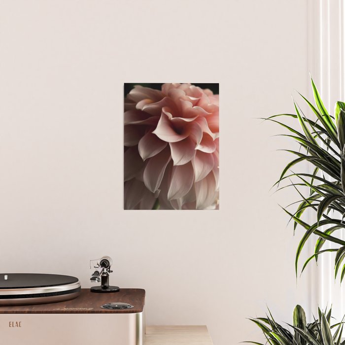 Unfolding - rose pink flower photograph dahlia botanical art print floral Poster Gallery Image 2