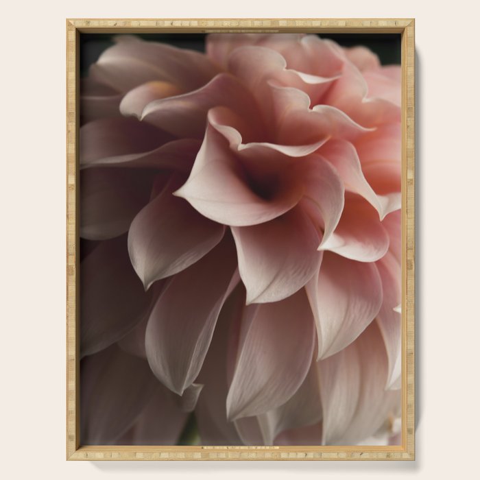 Unfolding - rose pink flower photograph dahlia botanical art print floral Serving Tray Gallery Image 1
