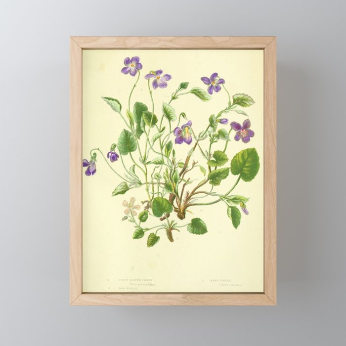 Violet by Anne Pratt, 1800s (benefitting The Nature Conservancy) Mini Art Print Gallery Image 1