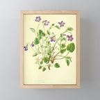 Violet by Anne Pratt, 1800s (benefitting The Nature Conservancy) Mini Art Print Gallery Image 1