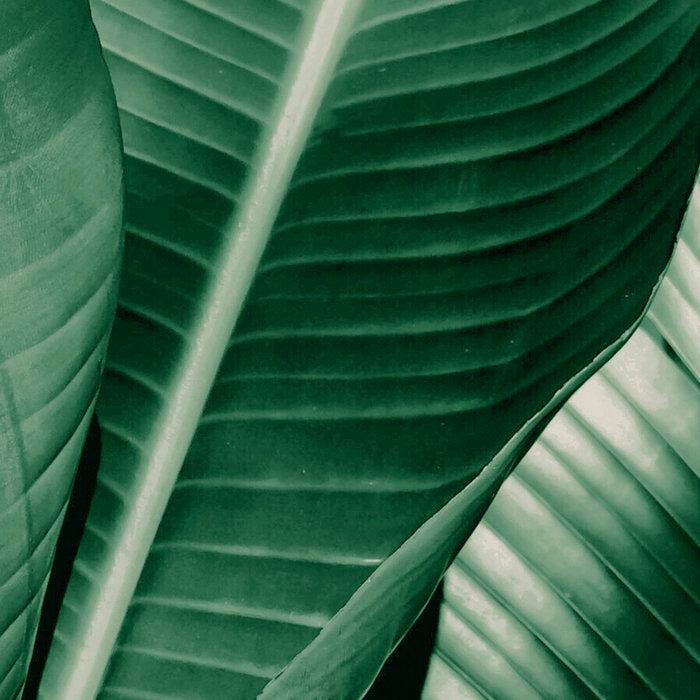 Banana leaf allure Coffee Mug Gallery Image 2