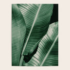 Banana leaf allure Poster Gallery Image 4