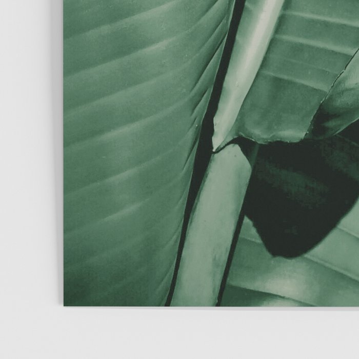 Banana leaf allure Poster Gallery Image 3