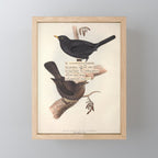 Bird Divinations: Blackbird (about: almanacofbirds.org) Mini Art Print Gallery Image 1