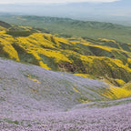 California Wildflowers Coffee Mug Gallery Image 2