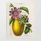 Passionflower and passionfruit from "Flore dâAmÃ©rique" by Ãtienne Denisse, 1840s Poster Gallery Image 4