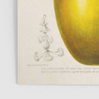 Passionflower and passionfruit from "Flore dâAmÃ©rique" by Ãtienne Denisse, 1840s Poster Gallery Image 3