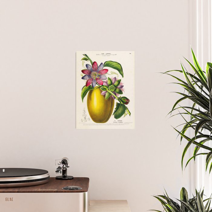 Passionflower and passionfruit from "Flore dâAmÃ©rique" by Ãtienne Denisse, 1840s Poster Gallery Image 2