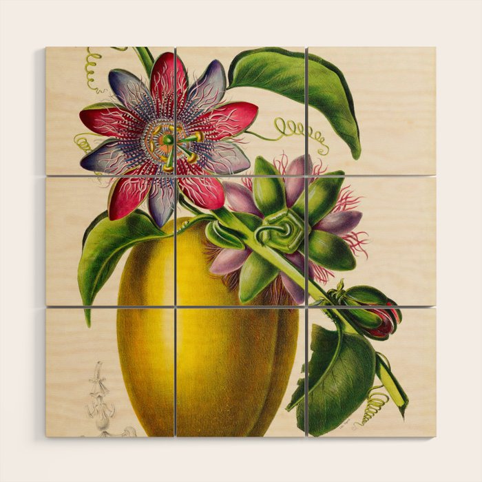 Passionflower and passionfruit from "Flore dâAmÃ©rique" by Ãtienne Denisse, 1840s Wood Wall Art Gallery Image 1