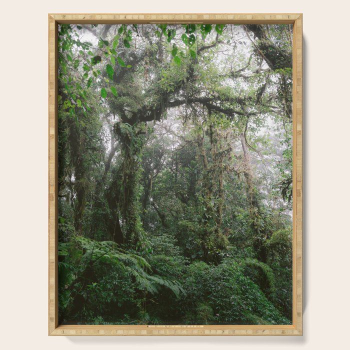 Monteverde Cloud forest | Costa Rica nature eco travel photography | Shades of green Serving Tray Gallery Image 1