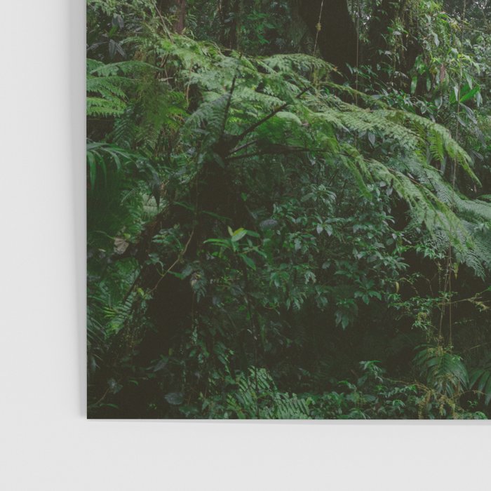 Monteverde Cloud forest | Costa Rica nature eco travel photography | Shades of green Poster Gallery Image 3
