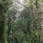 Monteverde Cloud forest | Costa Rica nature eco travel photography | Shades of green Coffee Mug Gallery Image 2