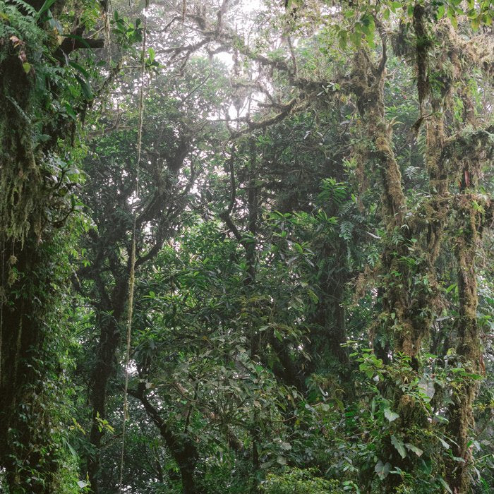 Monteverde Cloud forest | Costa Rica nature eco travel photography | Shades of green Coffee Mug Gallery Image 2