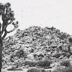 JOSHUA TREE VI / California Desert Coffee Mug Gallery Image 2