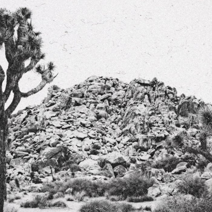 JOSHUA TREE VI / California Desert Coffee Mug Gallery Image 2