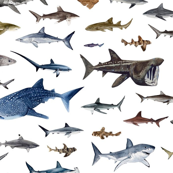 SHARKS poster-white Coffee Mug Gallery Image 2