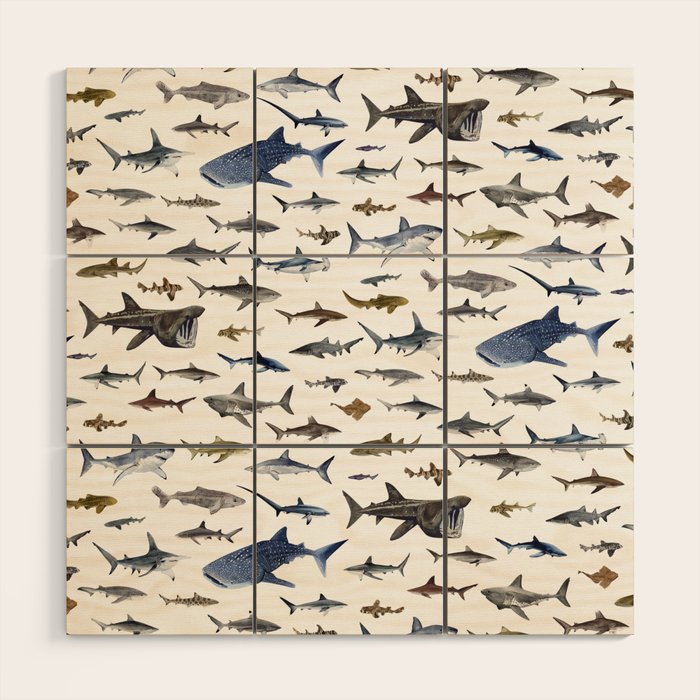 SHARKS poster-white Wood Wall Art Gallery Image 1