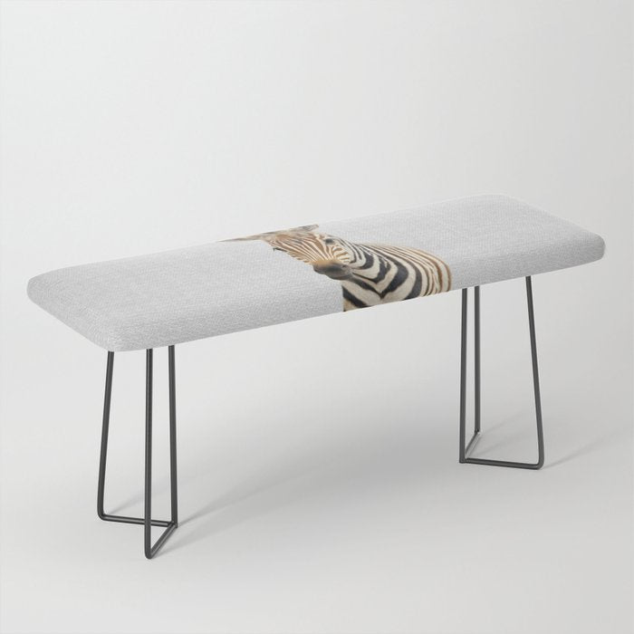 Baby Zebra - Colorful Bench Gallery Image 1