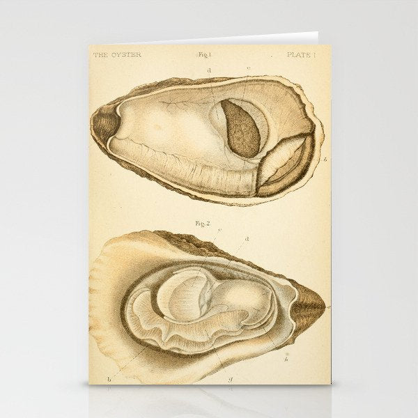 Oyster from "The Oyster: A Popular Summary of a Scientific Study," 1891 (benefitting the Billion Oyster Project) Stationery Card Gallery Image 2