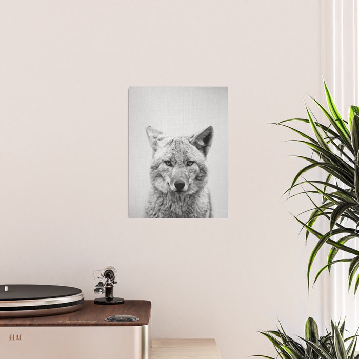 Coyote - Black & White Poster Gallery Image 2