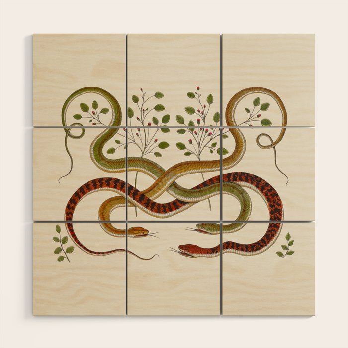 Snakes by Albertus Seba Wood Wall Art Gallery Image 1