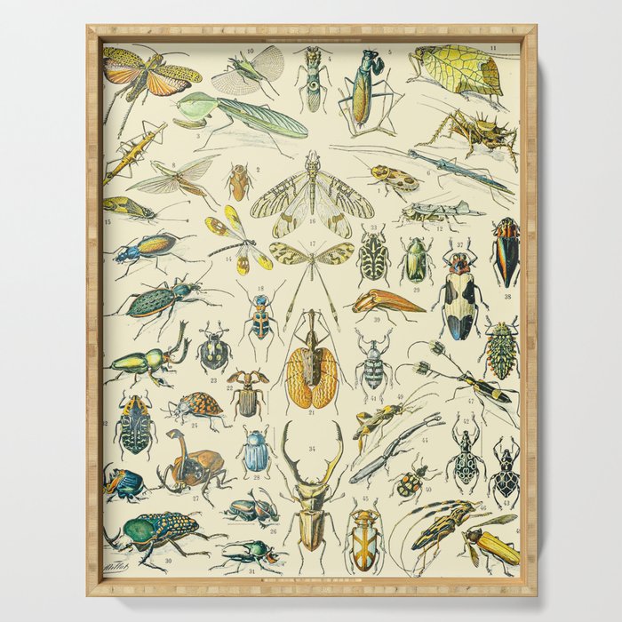 Bugs and Insect Vintage Illustration Drawing by Adolphe Millot of Giant Beatle Dragon Flies Leaf Bug Serving Tray Gallery Image 1