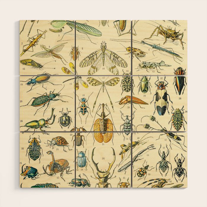 Bugs and Insect Vintage Illustration Drawing by Adolphe Millot of Giant Beatle Dragon Flies Leaf Bug Wood Wall Art Gallery Image 1