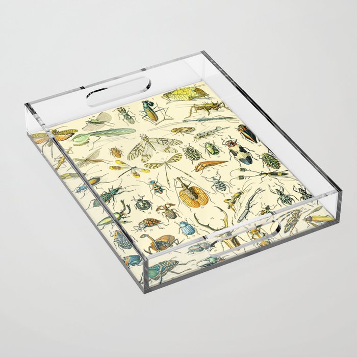 Bugs and Insect Vintage Illustration Drawing by Adolphe Millot of Giant Beatle Dragon Flies Leaf Bug Acrylic Tray Gallery Image 1