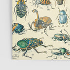 Bugs and Insect Vintage Illustration Drawing by Adolphe Millot of Giant Beatle Dragon Flies Leaf Bug Poster Gallery Image 3