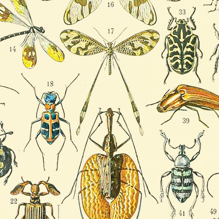 Bugs and Insect Vintage Illustration Drawing by Adolphe Millot of Giant Beatle Dragon Flies Leaf Bug Coffee Mug Gallery Image 2