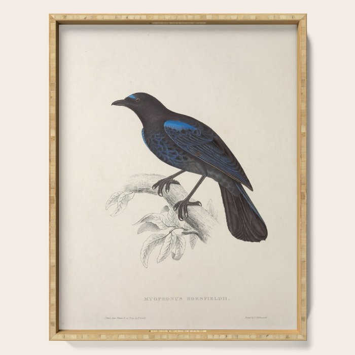 Malabar whistling-thrush by Elizabeth Gould from "A Century of Birds from the Himalaya Mountains" Serving Tray Gallery Image 1