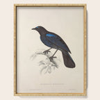 Malabar whistling-thrush by Elizabeth Gould from "A Century of Birds from the Himalaya Mountains" Serving Tray Gallery Image 1