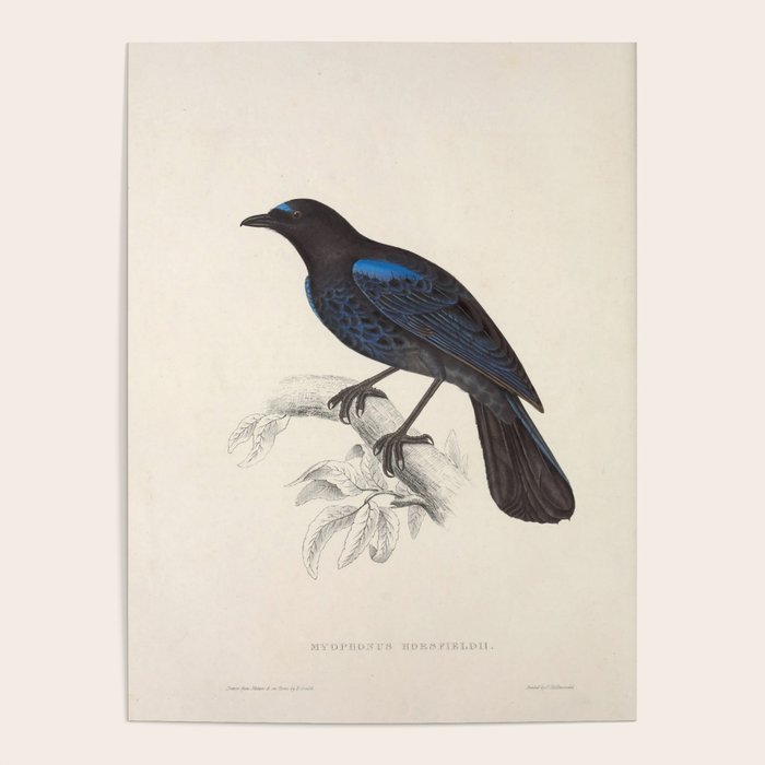 Malabar whistling-thrush by Elizabeth Gould from "A Century of Birds from the Himalaya Mountains" Poster Gallery Image 4