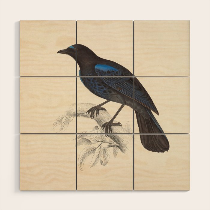 Malabar whistling-thrush by Elizabeth Gould from "A Century of Birds from the Himalaya Mountains" Wood Wall Art Gallery Image 1