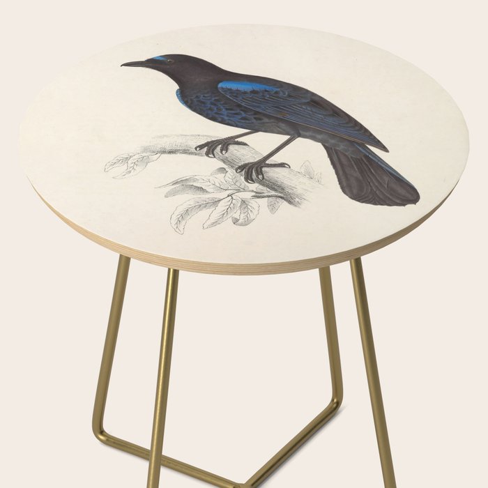 Malabar whistling-thrush by Elizabeth Gould from "A Century of Birds from the Himalaya Mountains" Side Table Gallery Image 2