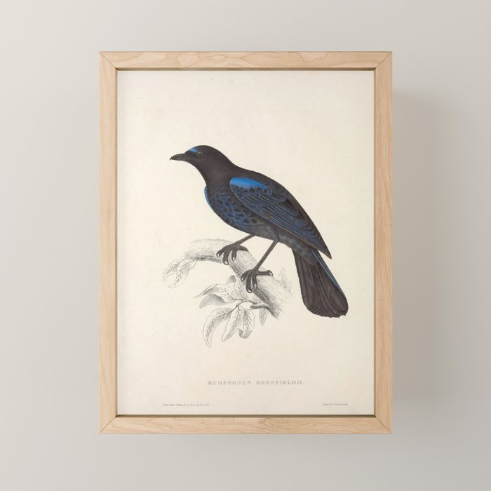 Malabar whistling-thrush by Elizabeth Gould from "A Century of Birds from the Himalaya Mountains" Mini Art Print Gallery Image 1