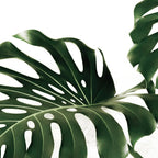 Minimalist Monstera Coffee Mug Gallery Image 2