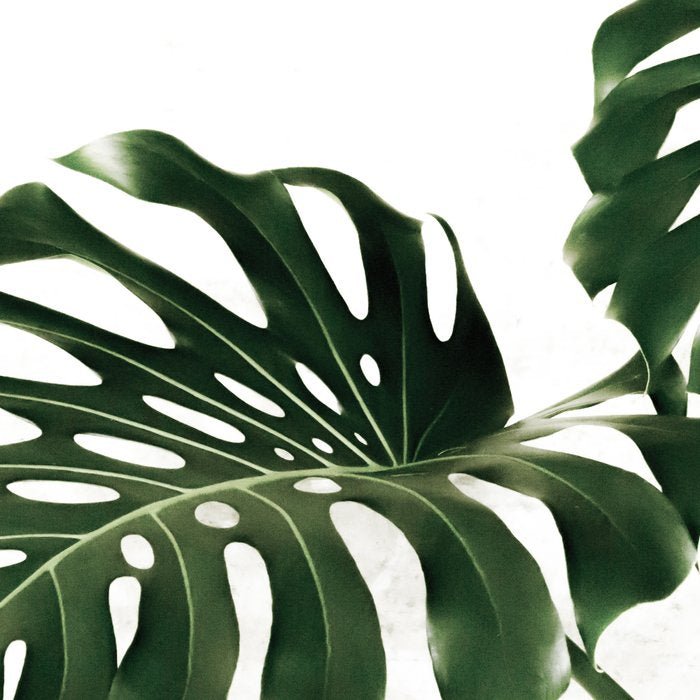 Minimalist Monstera Coffee Mug Gallery Image 2