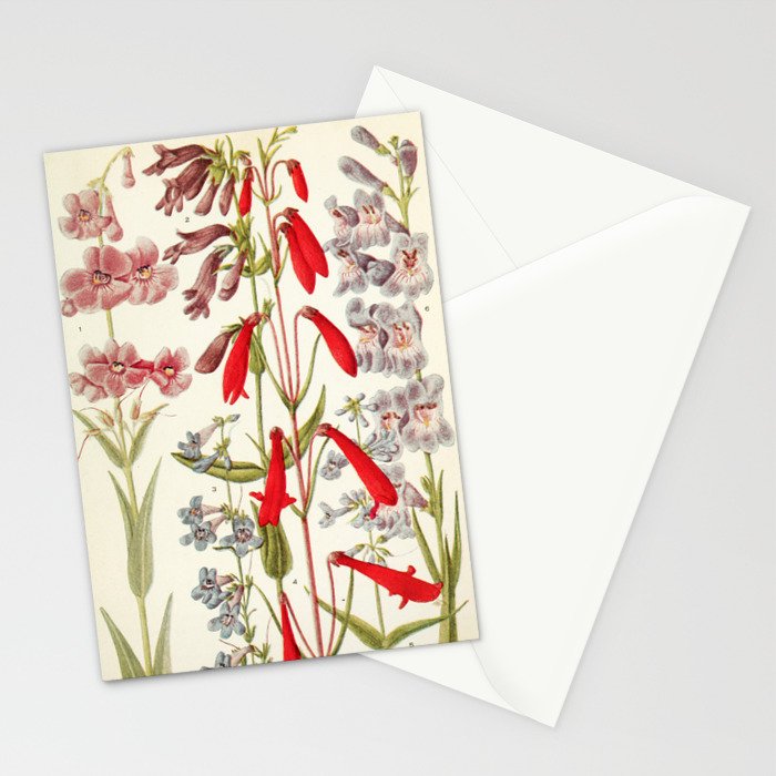 Wildflowers from "Rocky Mountain Flowers" (1914) by Edith Clements (benefitting The Nature Conservancy) Stationery Card Gallery Image 2