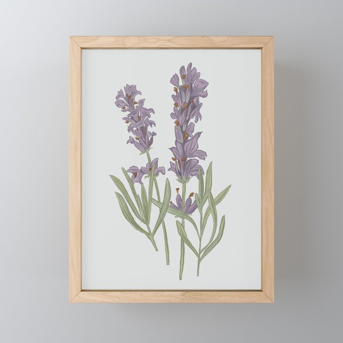 Lavender Flower Illustration Mini Art Print Gallery Image 1