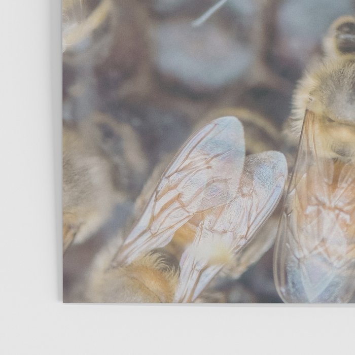 Honeybee Hive x environmental nature bee photograph Poster Gallery Image 3