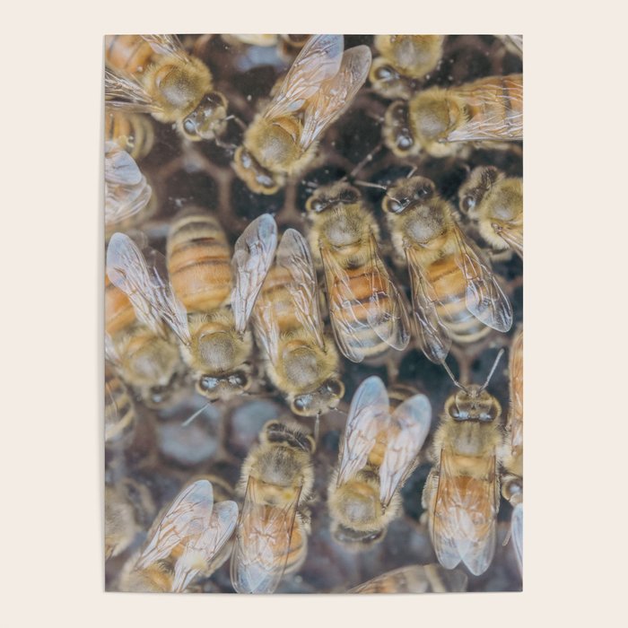 Honeybee Hive x environmental nature bee photograph Poster Gallery Image 4