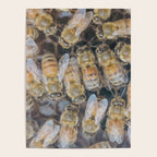 Honeybee Hive x environmental nature bee photograph Poster Gallery Image 4