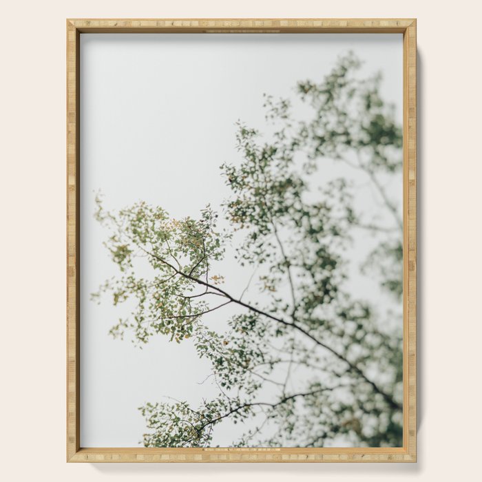 Overhead Canopy - Abstract Tree Photo Serving Tray Gallery Image 1
