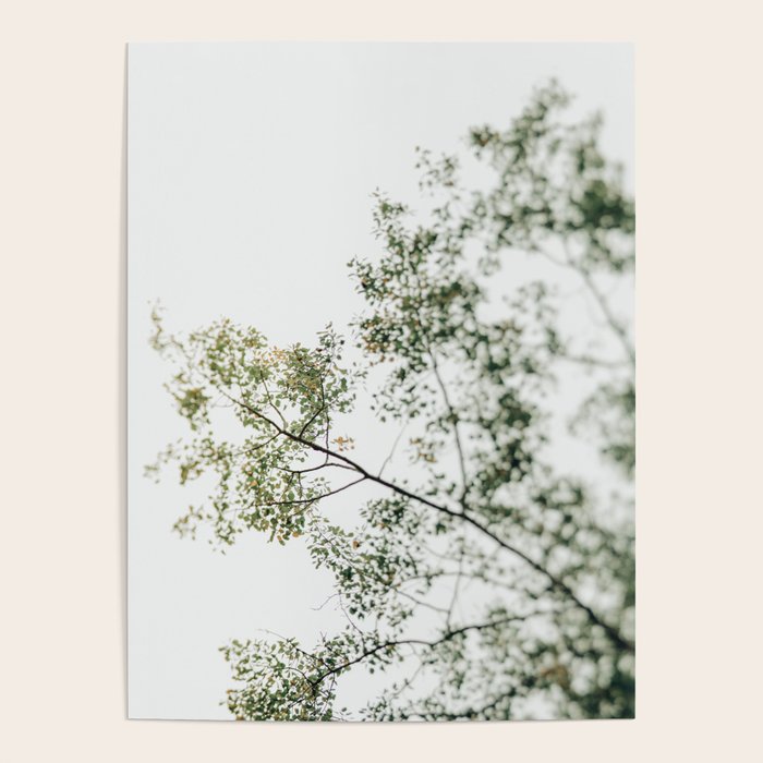 Overhead Canopy - Abstract Tree Photo Poster Gallery Image 1