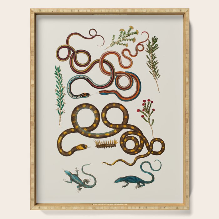 Albertus Seba Snakes And Lizards Serving Tray Gallery Image 1
