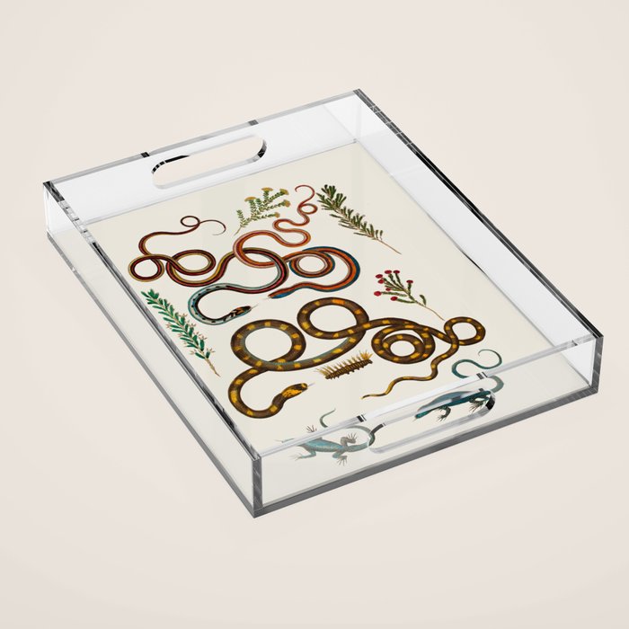 Albertus Seba Snakes And Lizards Acrylic Tray Gallery Image 1