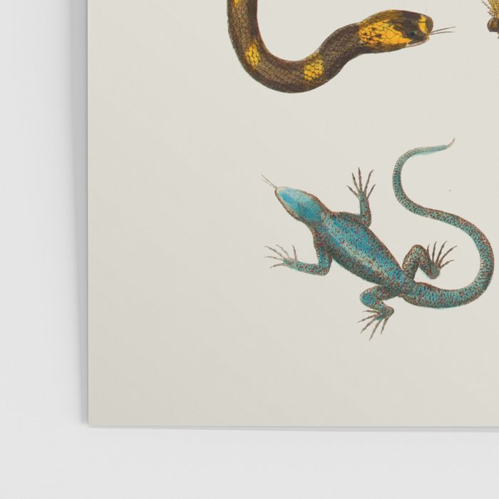 Albertus Seba Snakes And Lizards Poster Gallery Image 3