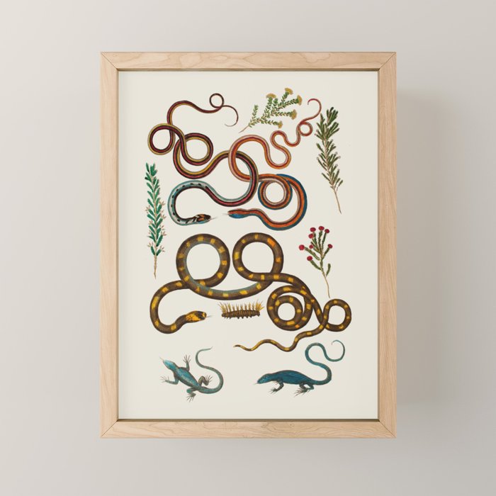 Albertus Seba Snakes And Lizards Mini Art Print Gallery Image 1