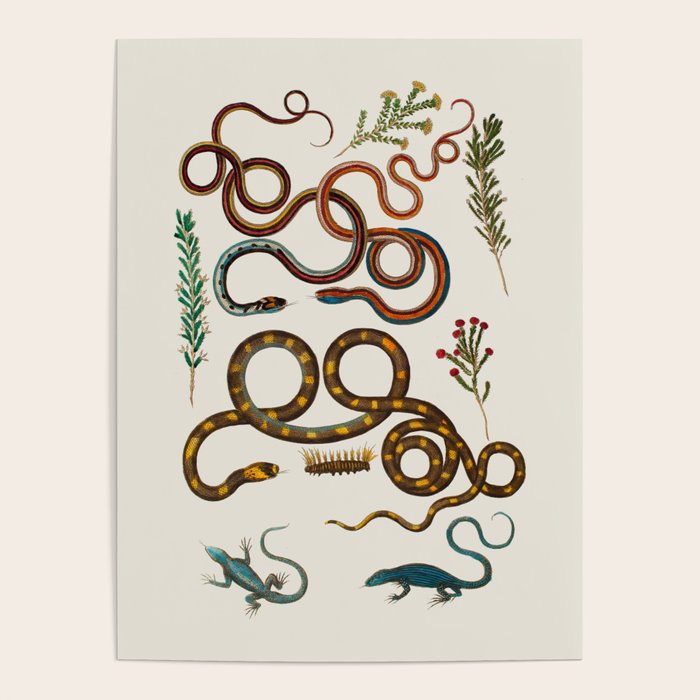 Albertus Seba Snakes And Lizards Poster Gallery Image 4